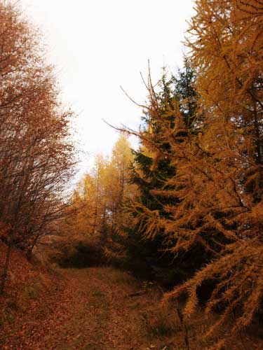 Foto Drumul de intoarcere (c) Petru Goja